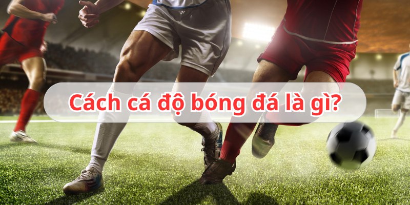 Cách cá độ bóng đá cơ bản cho tân thủ hay nhất