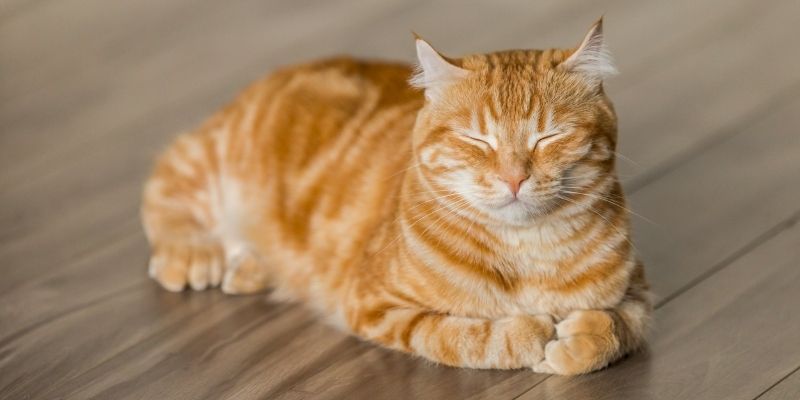 mang nhau mèo đi đánh bài để làm gì