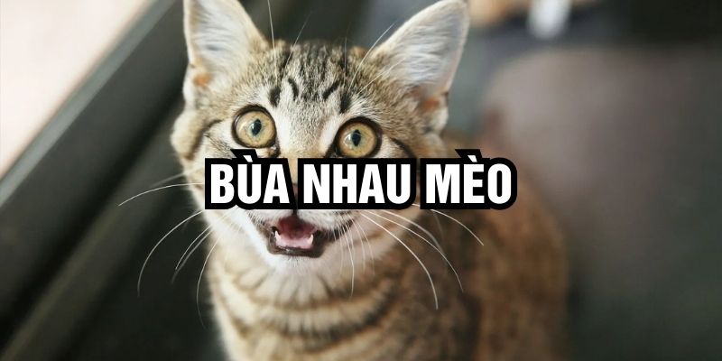 Mang nhau mèo đi đánh bài và những điều cần biết khi cá cược tại Hi88