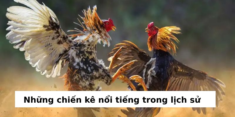 Những trận gà chọi hay nhất | Tổng hợp trận đấu đỉnh cao 
