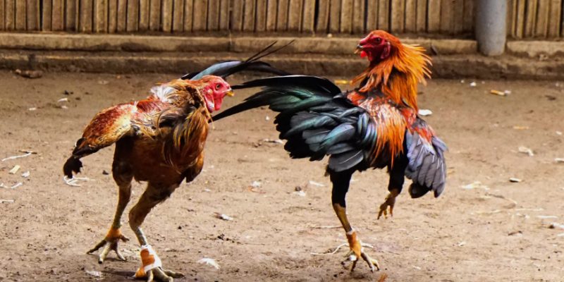 chơi đá gà trực tuyến