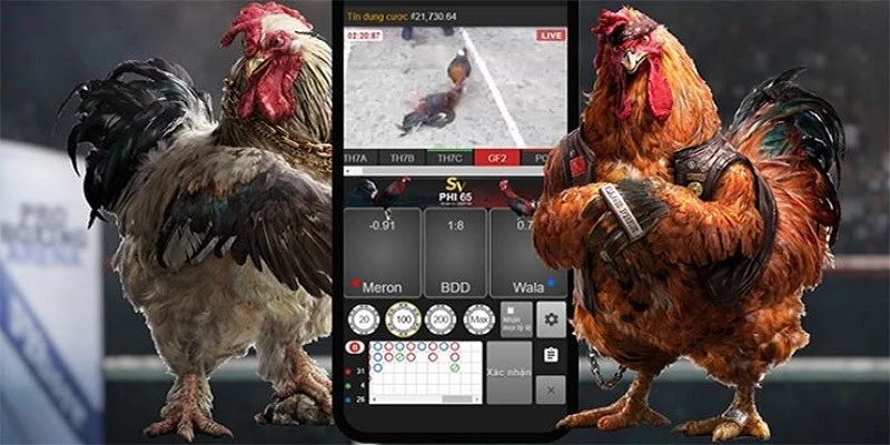 kèo cược đá gà trực tuyến